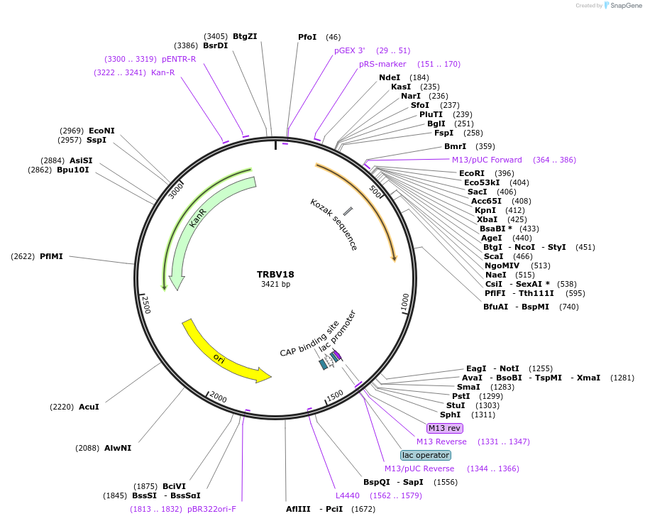 123452-plasmid-map-sequence-id-245035