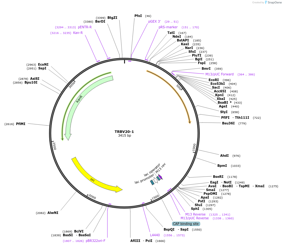 123454-plasmid-map-sequence-id-245037