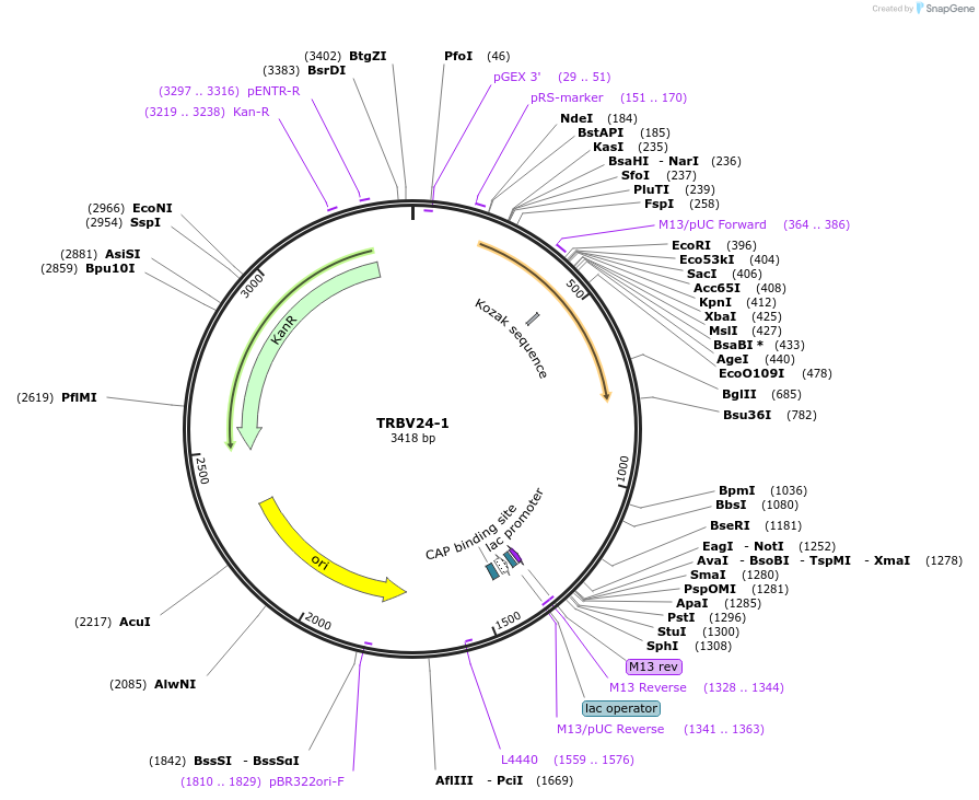 123455-plasmid-map-sequence-id-245038