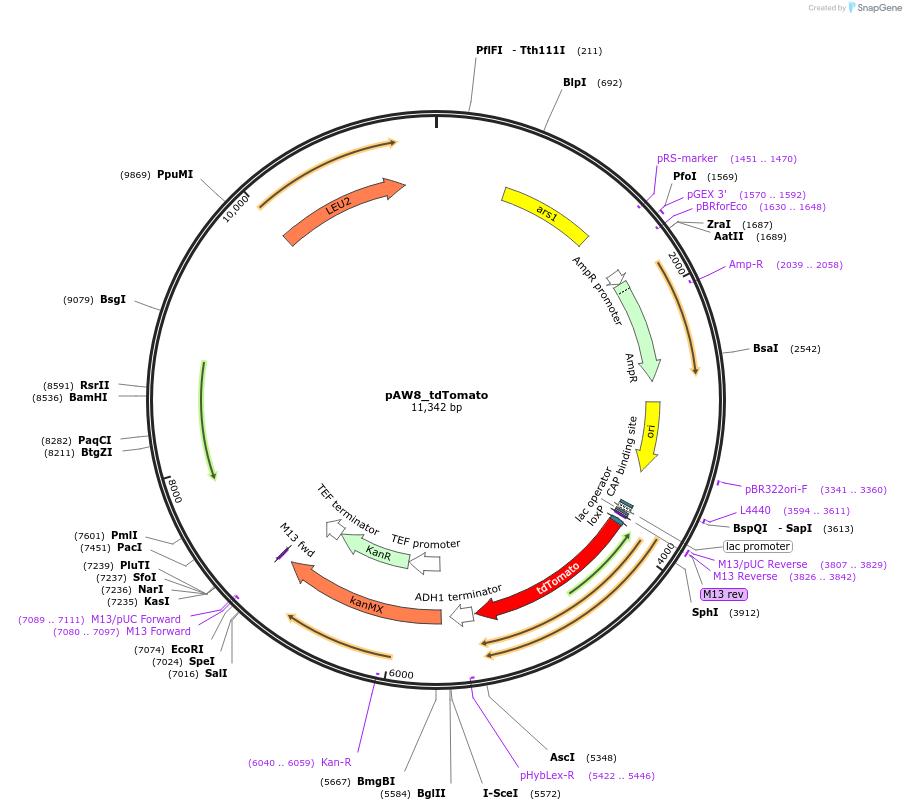 110239-plasmid-map-sequence-id-245044