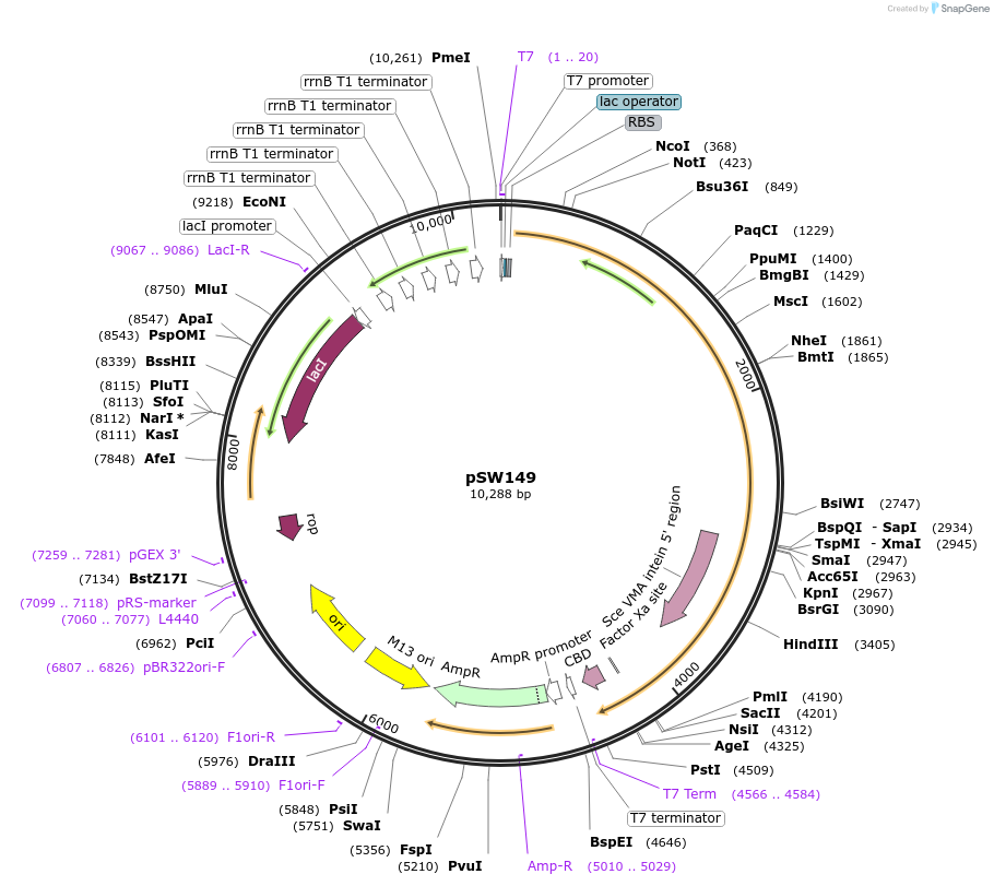 122248-plasmid-map-sequence-id-245052