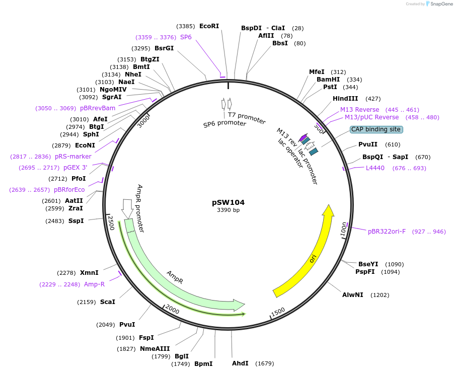 122295-plasmid-map-sequence-id-245055