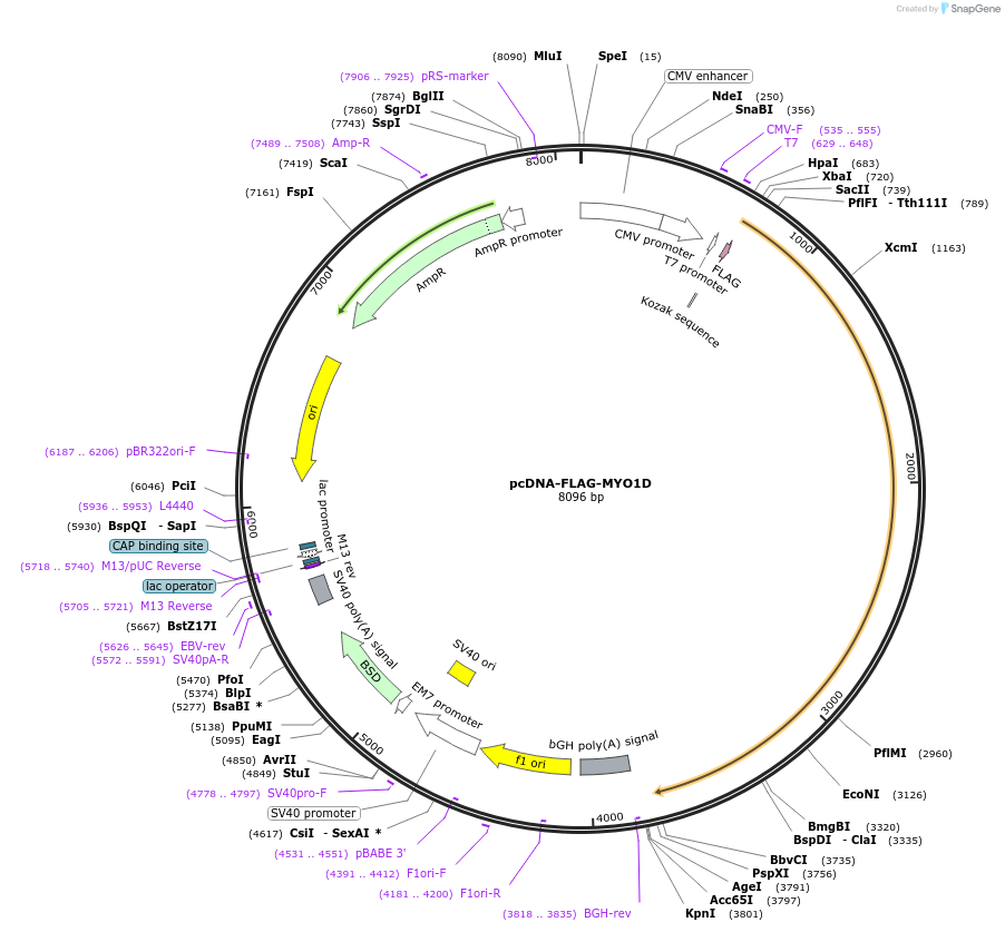 125125-plasmid-map-sequence-id-245057