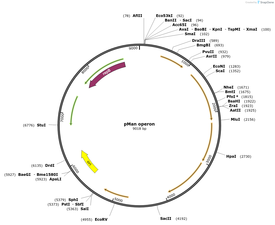 124888-plasmid-map-sequence-id-245064