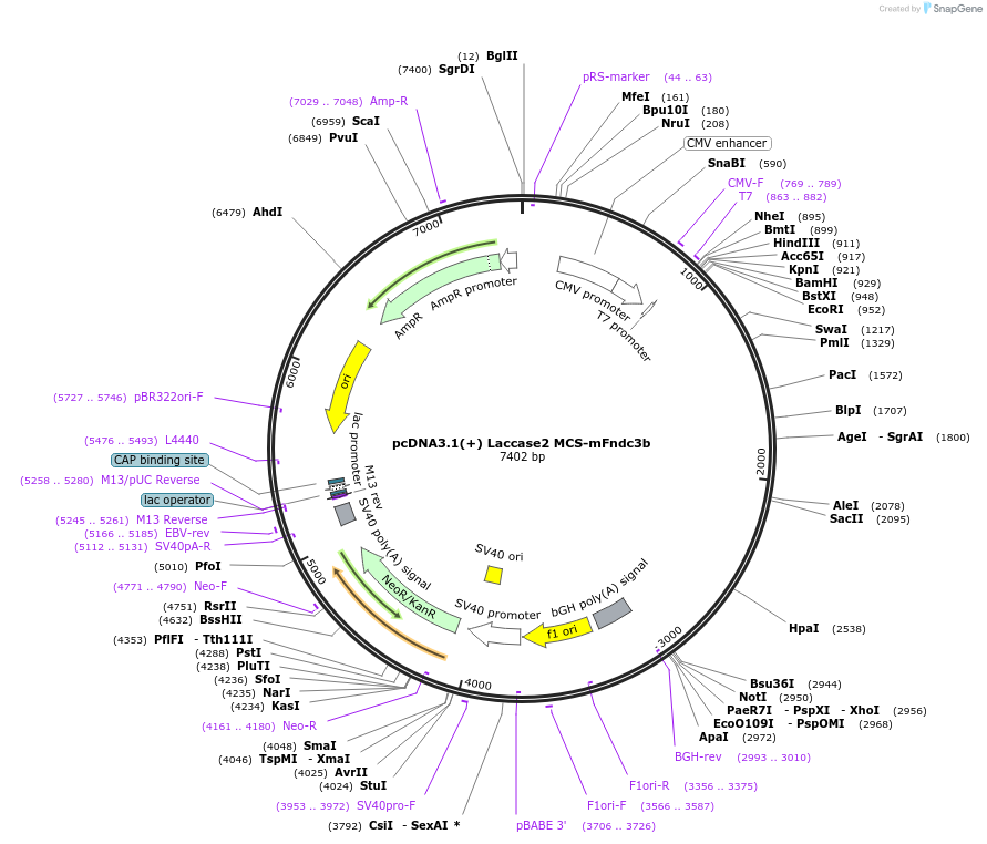 126443-plasmid-map-sequence-id-245071