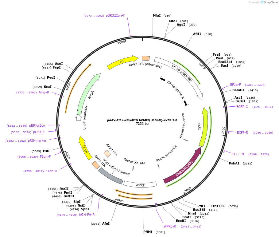 126081-plasmid-map-sequence-id-245074