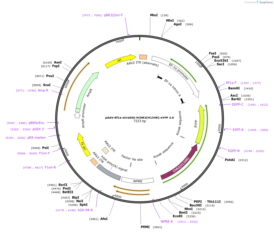 126080-plasmid-map-sequence-id-245075