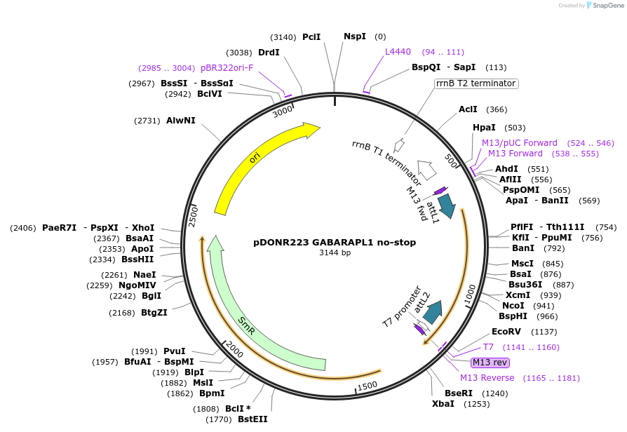 123210-plasmid-map-sequence-id-245083