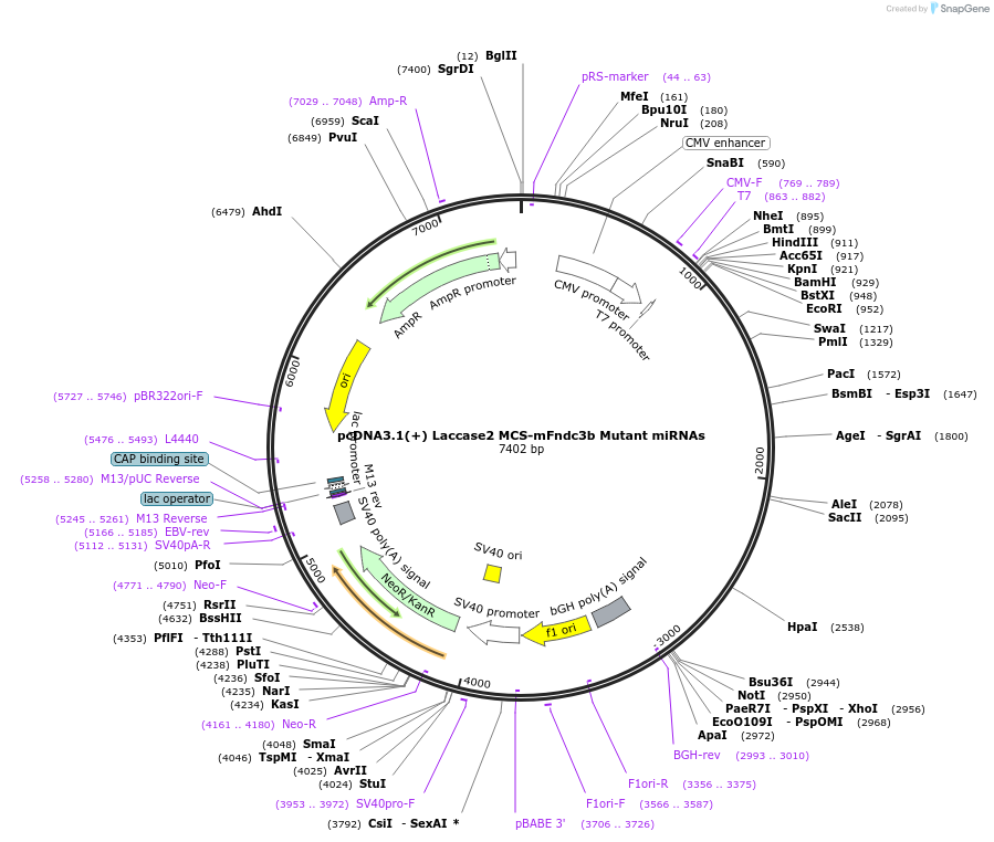 126444-plasmid-map-sequence-id-245088