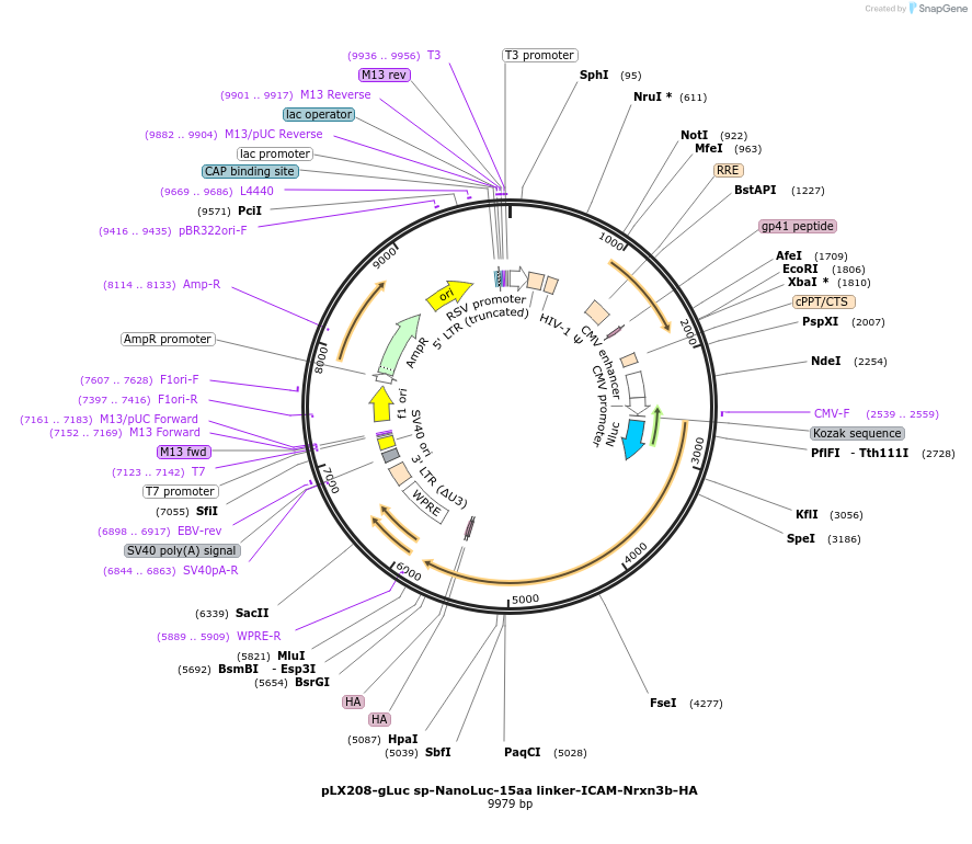 125233-plasmid-map-sequence-id-245090