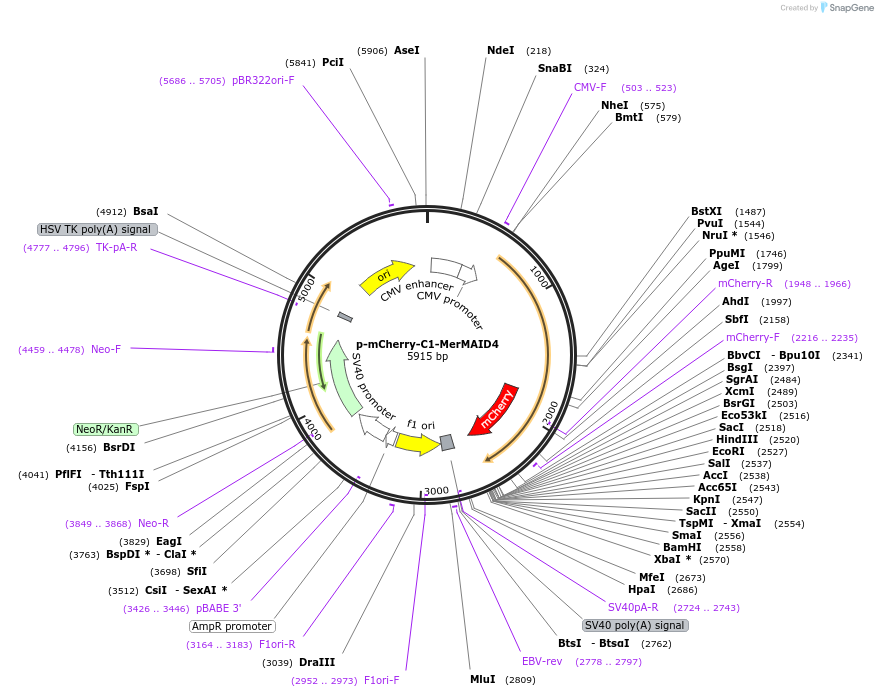 126516-plasmid-map-sequence-id-245092