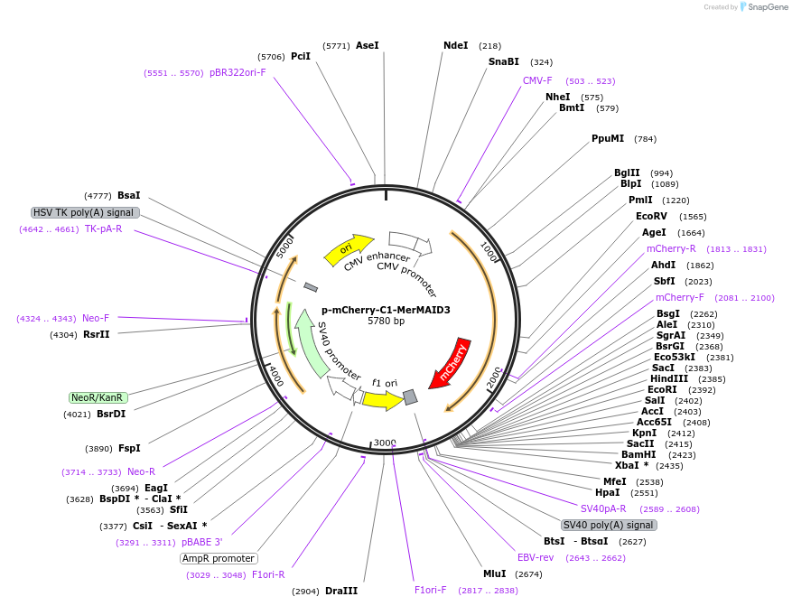 126515-plasmid-map-sequence-id-245095