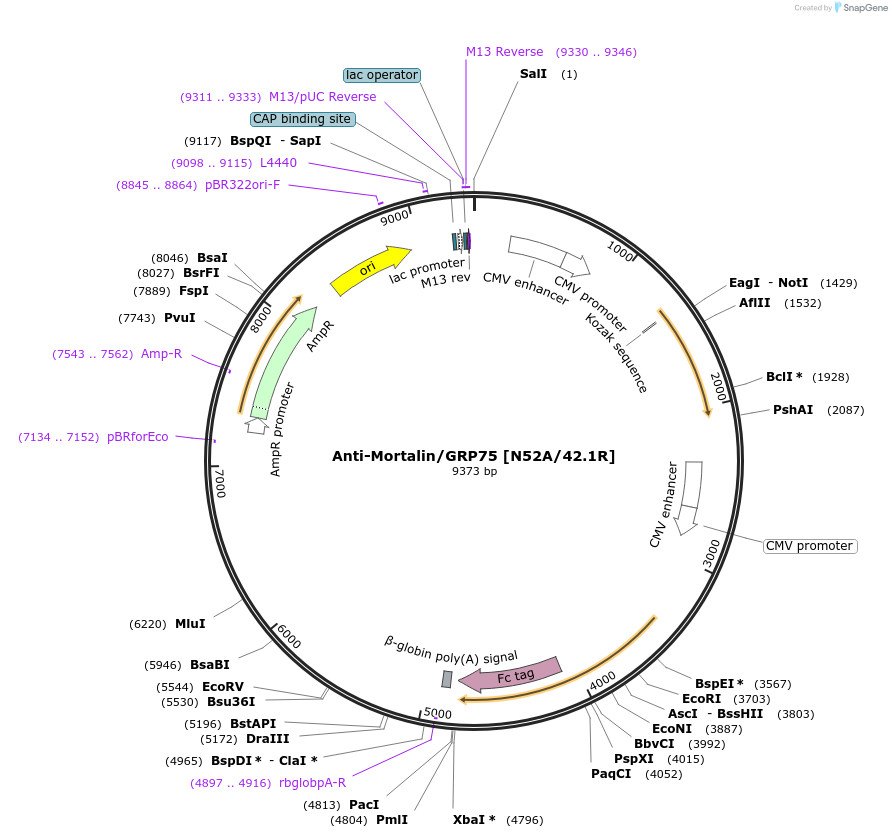 114548-plasmid-map-sequence-id-245116