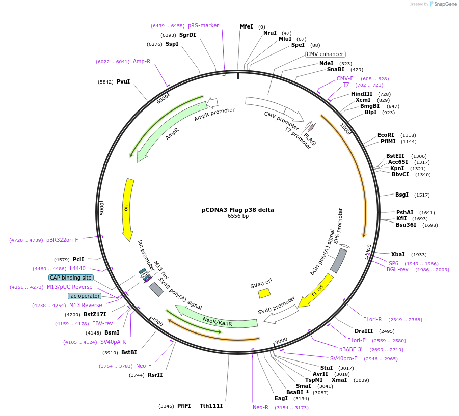 20785-plasmid-map-sequence-id-245124
