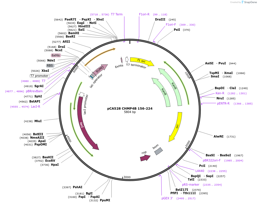 104596-plasmid-map-sequence-id-245148