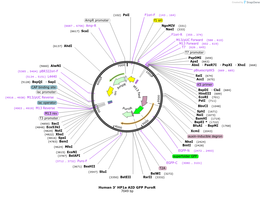 245158_map
