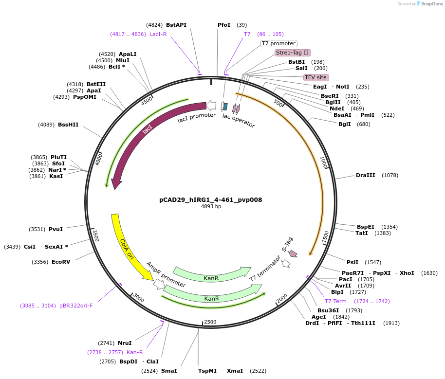 124843-plasmid-map-sequence-id-245187
