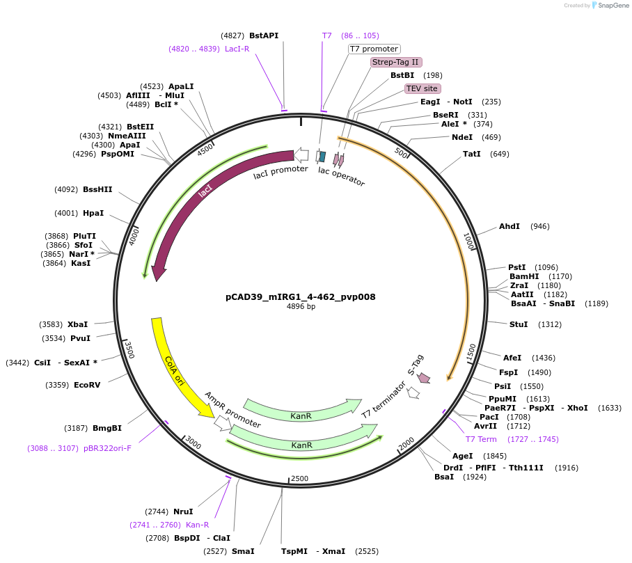 124873-plasmid-map-sequence-id-245193