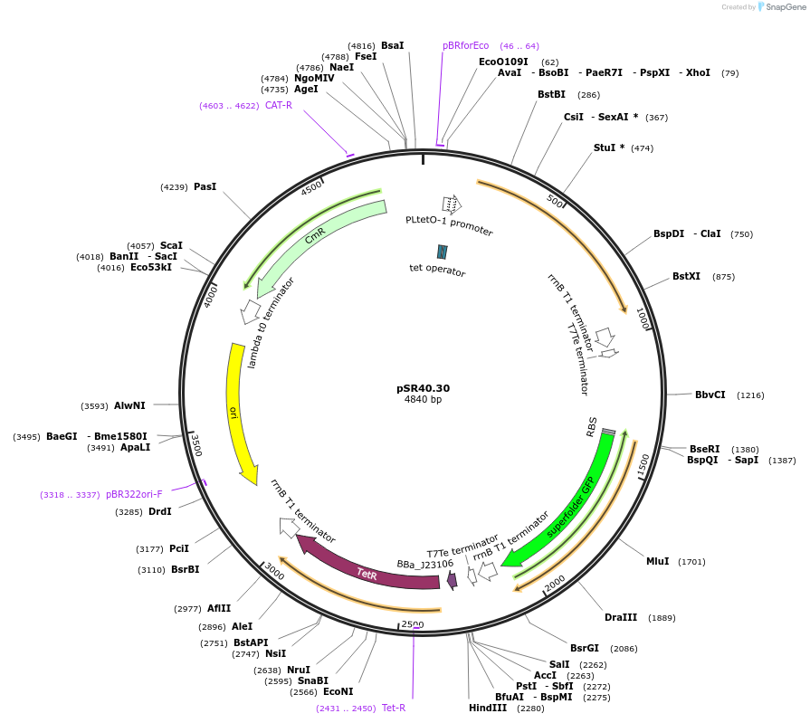 125089-plasmid-map-sequence-id-245194