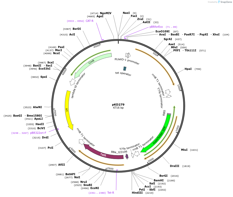 125099-plasmid-map-sequence-id-245241