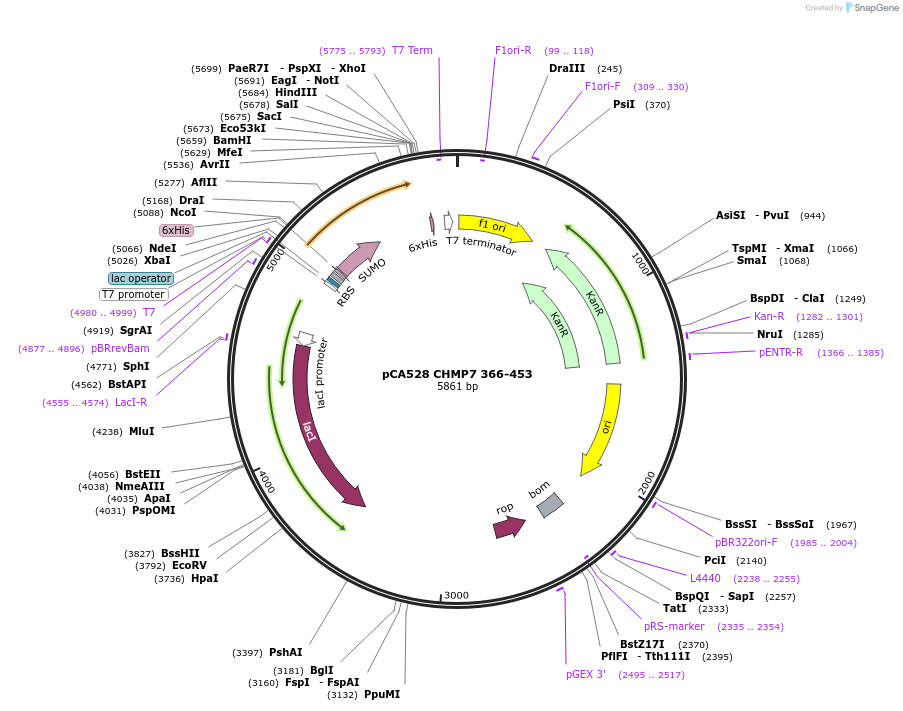 104598-plasmid-map-sequence-id-245246