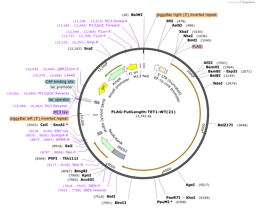 124396-plasmid-map-sequence-id-245255