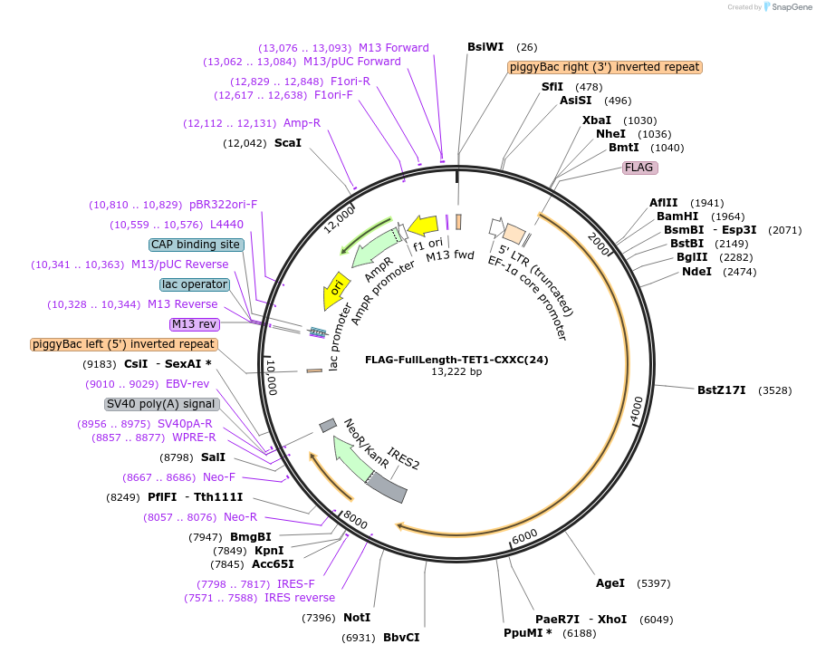 124398-plasmid-map-sequence-id-245258