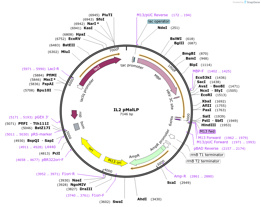 41808-plasmid-map-sequence-id-245262