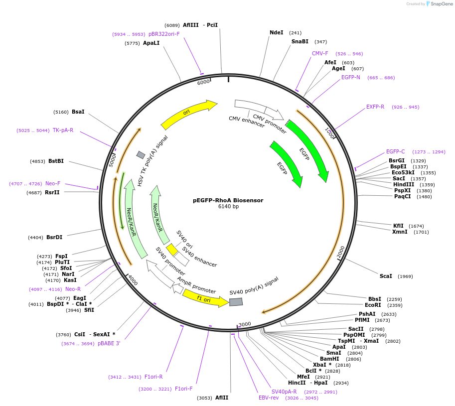 68026-plasmid-map-sequence-id-245263