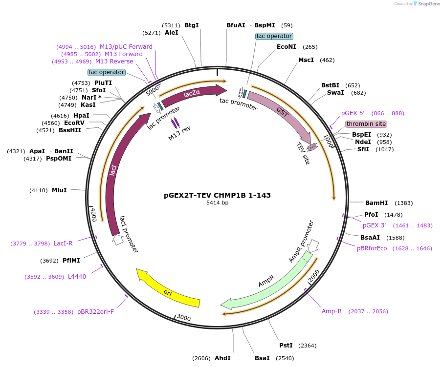 108286-plasmid-map-sequence-id-245268