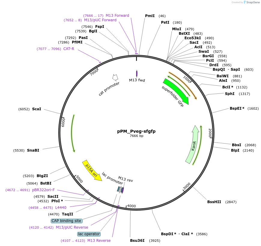 121503-plasmid-map-sequence-id-245272