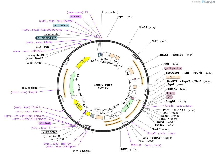 111886-plasmid-map-sequence-id-245280