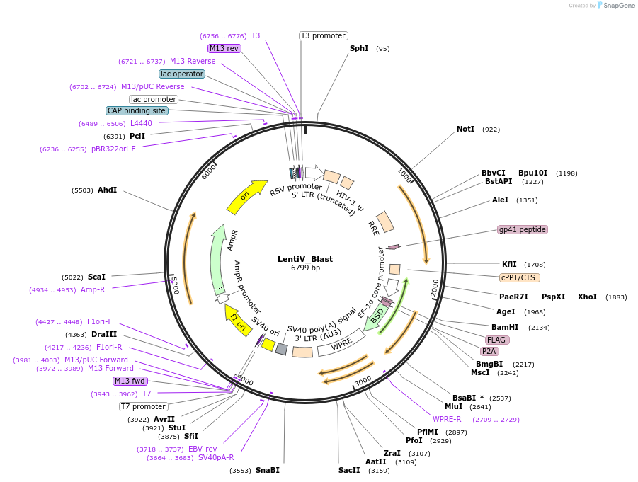 111887-plasmid-map-sequence-id-245282