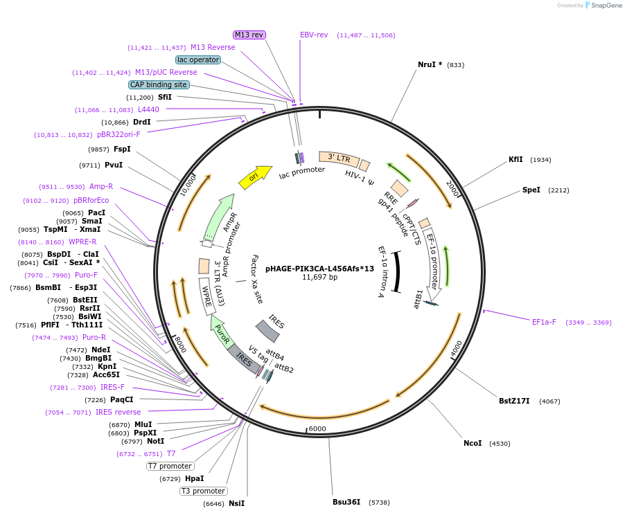 116508-plasmid-map-sequence-id-245326