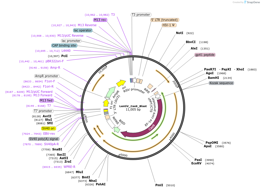 125592-plasmid-map-sequence-id-245340