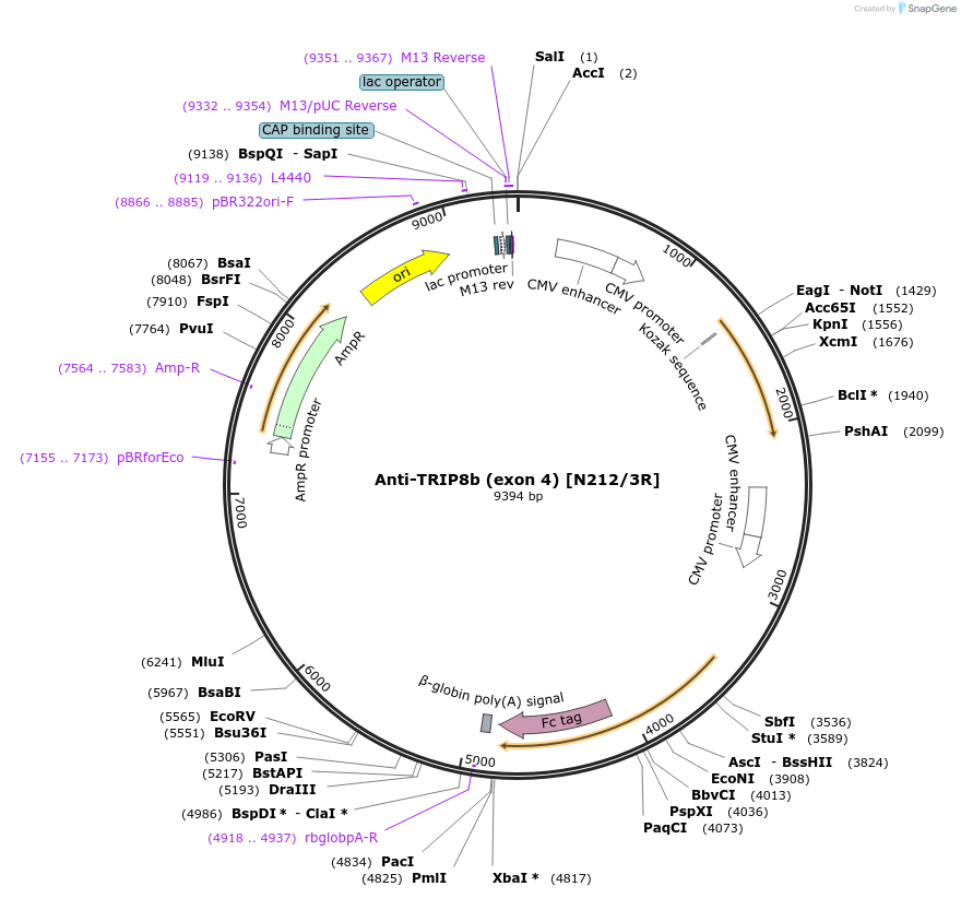 114473-plasmid-map-sequence-id-245349