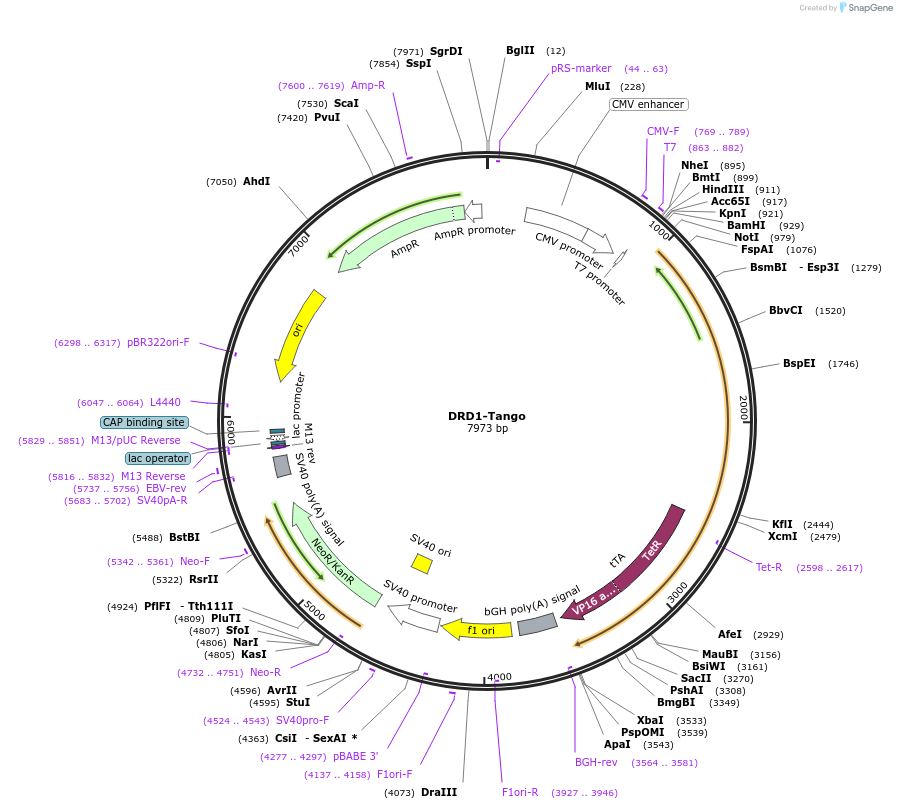 66268-plasmid-map-sequence-id-245407