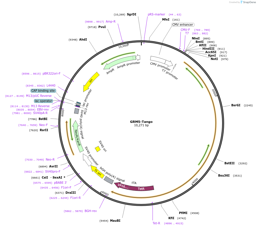 66390-plasmid-map-sequence-id-245408