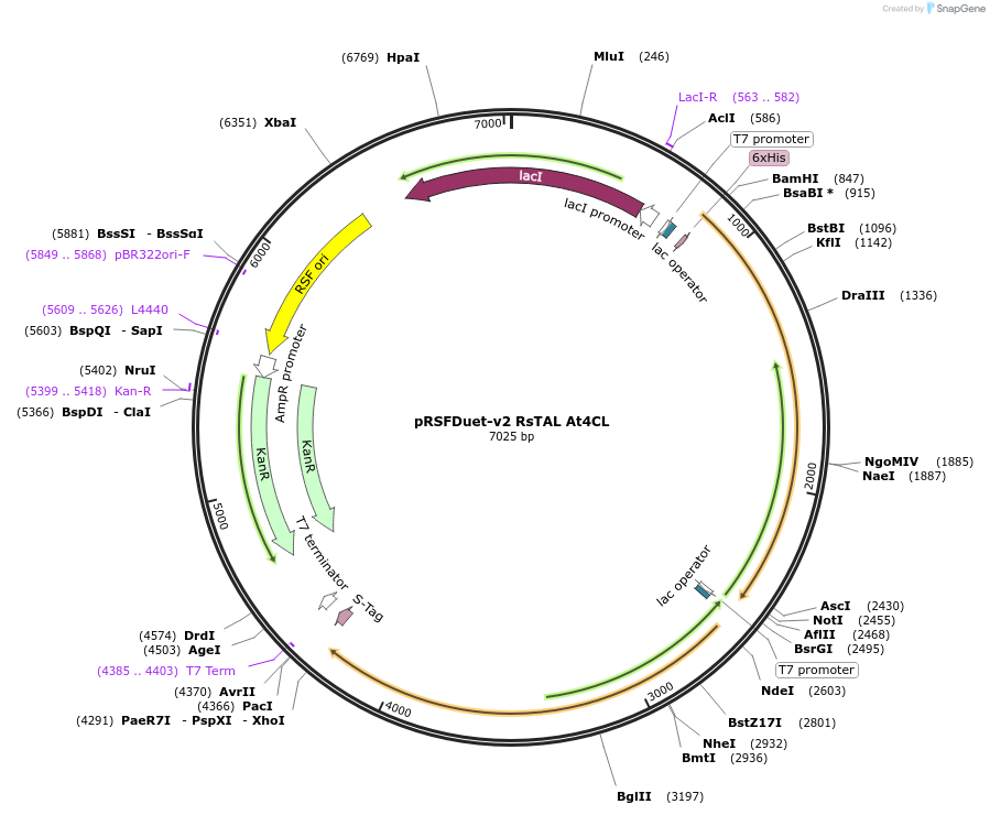 126524-plasmid-map-sequence-id-245415