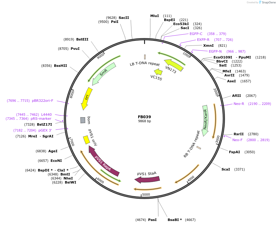 119715-plasmid-map-sequence-id-245416