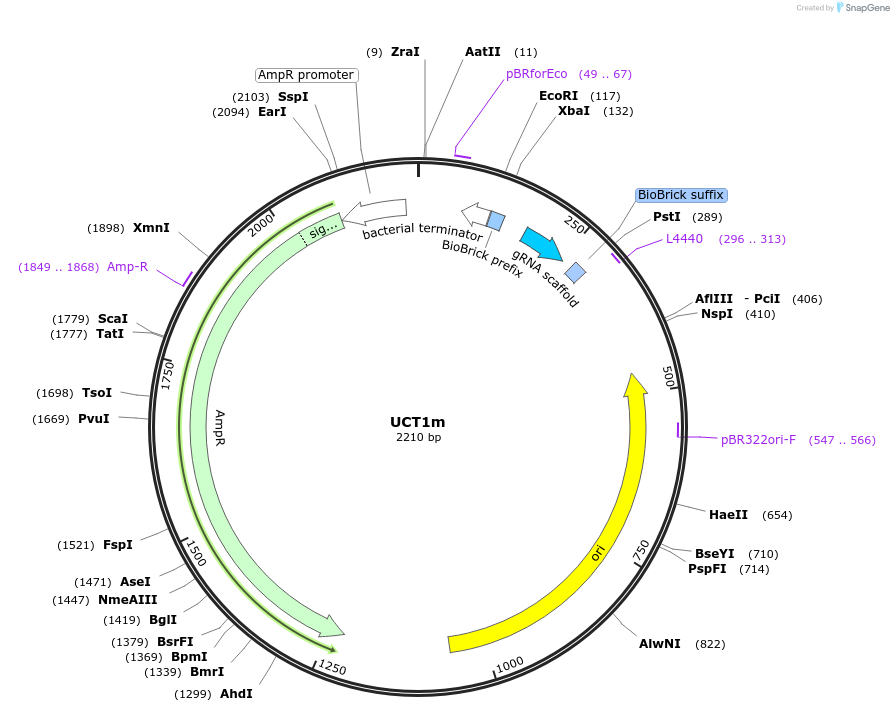 121041-plasmid-map-sequence-id-245418
