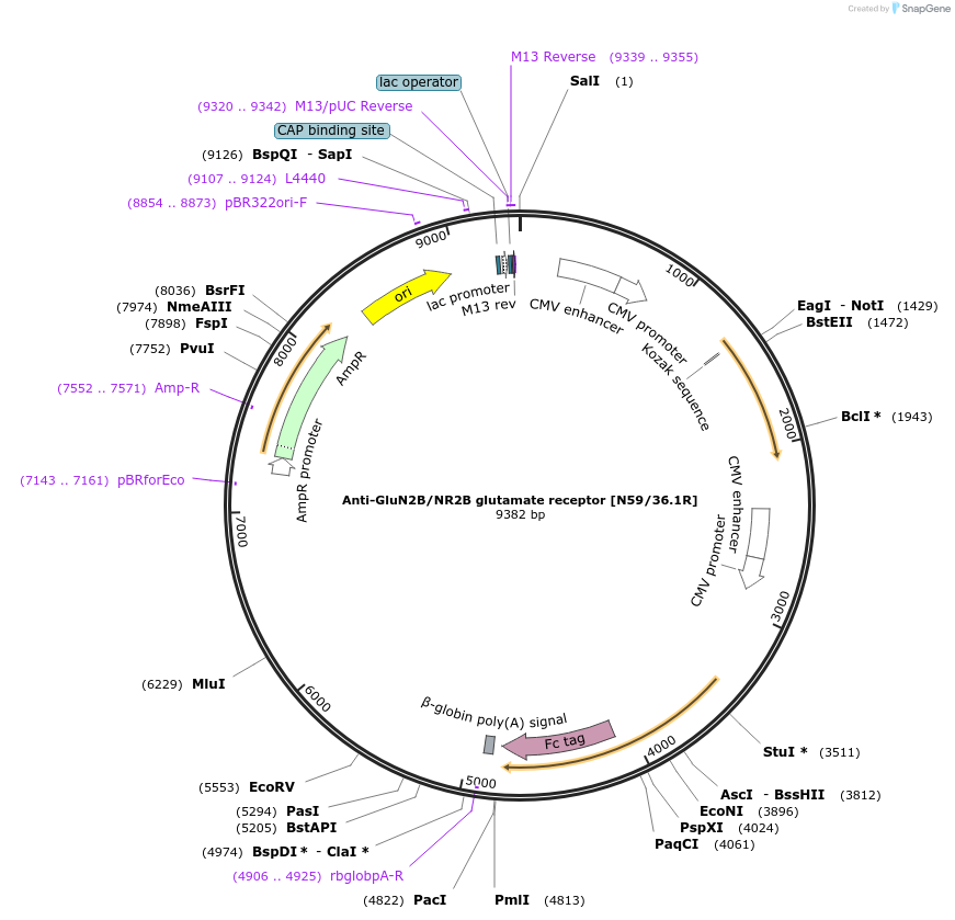 114508-plasmid-map-sequence-id-245419