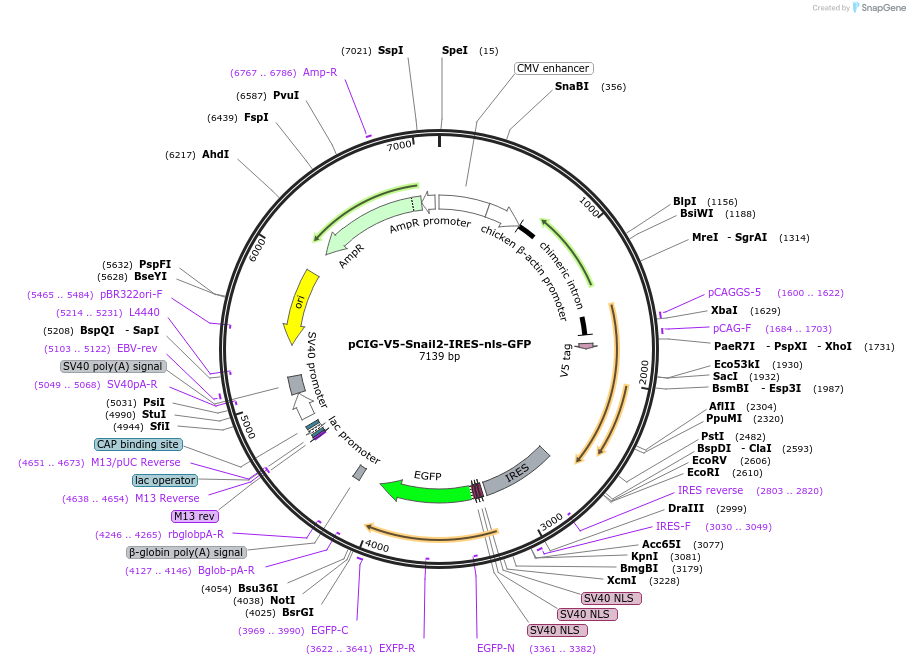 44282-plasmid-map-sequence-id-245429