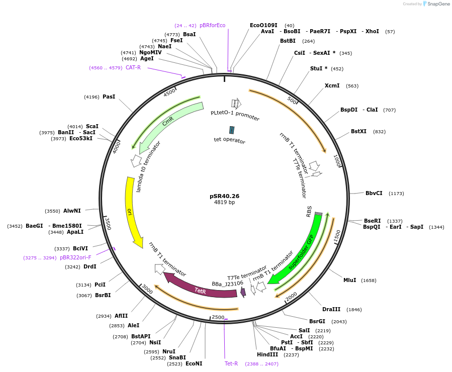 125086-plasmid-map-sequence-id-245434