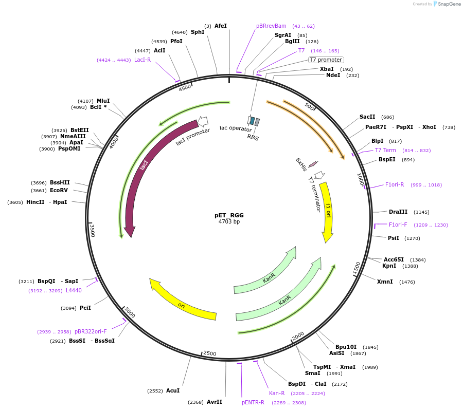 124929-plasmid-map-sequence-id-245479