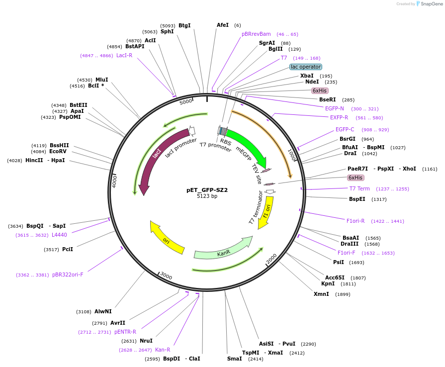 124931-plasmid-map-sequence-id-245480