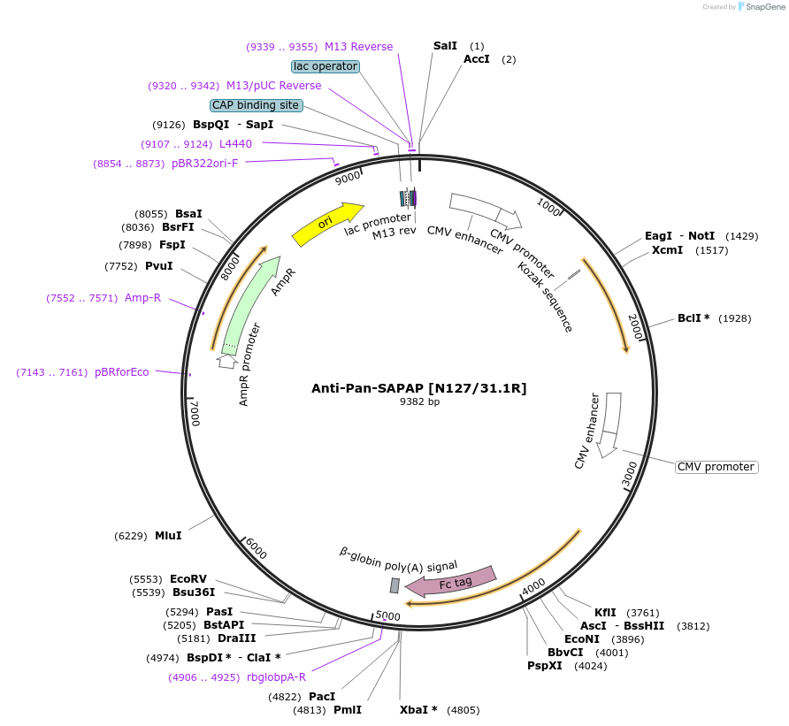 114529-plasmid-map-sequence-id-245490