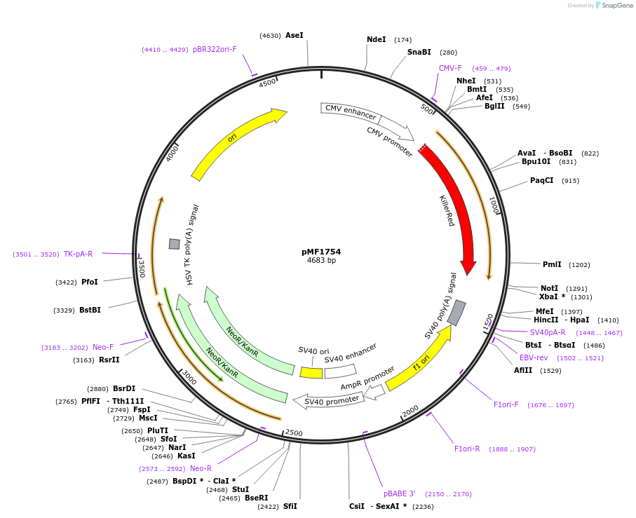 125585-plasmid-map-sequence-id-245492