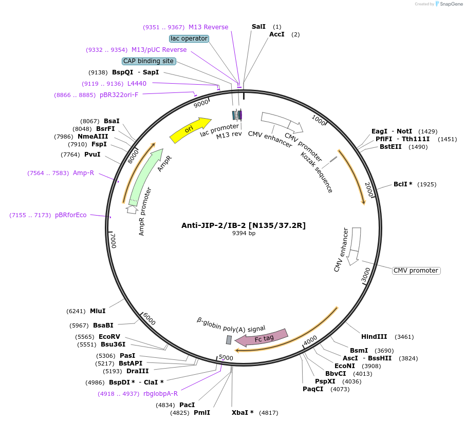 114527-plasmid-map-sequence-id-245496