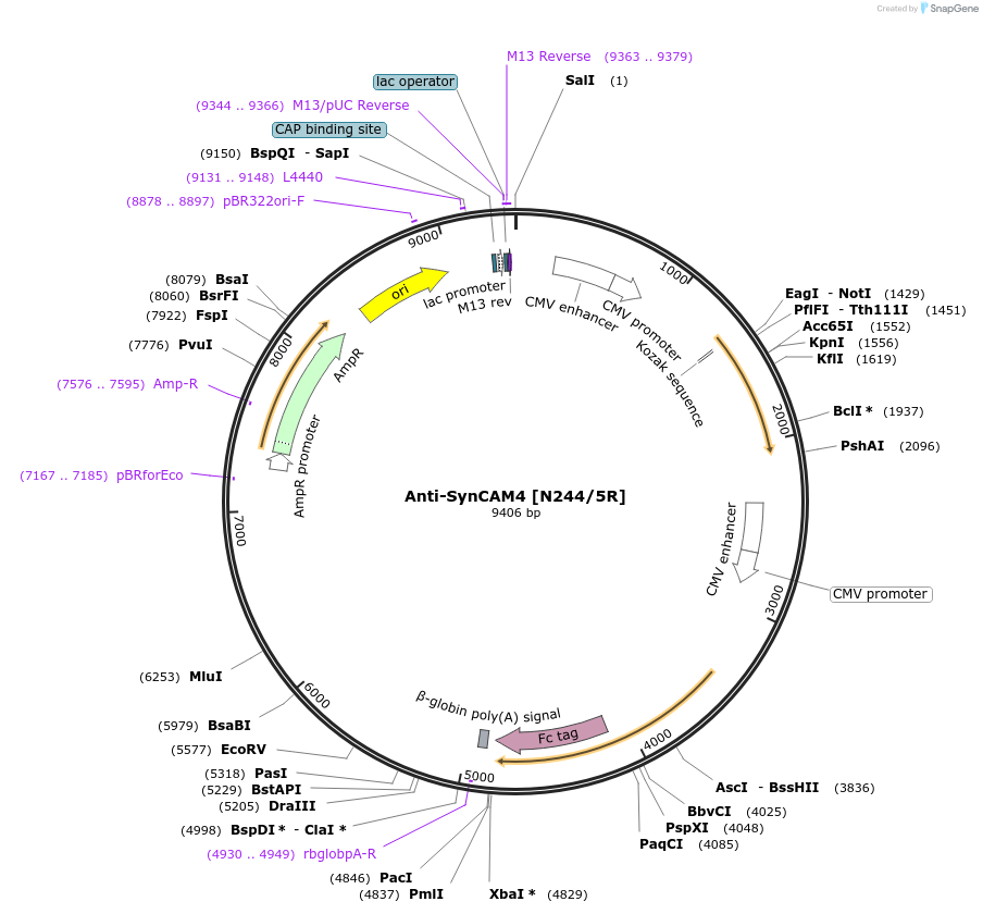 114562-plasmid-map-sequence-id-245514